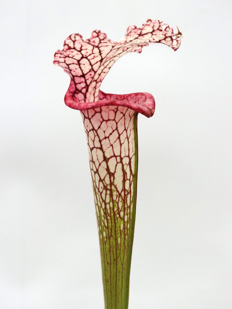 L4 GC Sarracenia leucophylla
