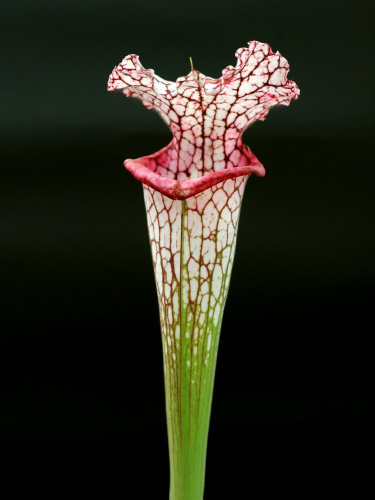 L4 GC Sarracenia leucophylla