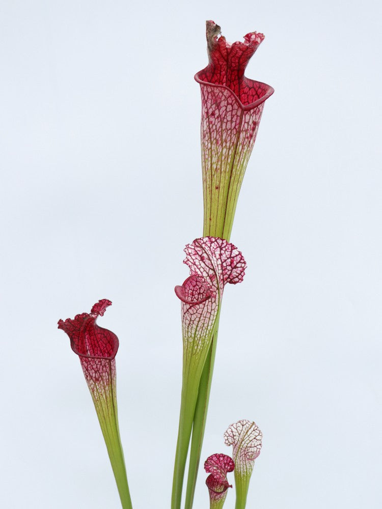Sarracenia leucophylla "Pink tube" L53 MK