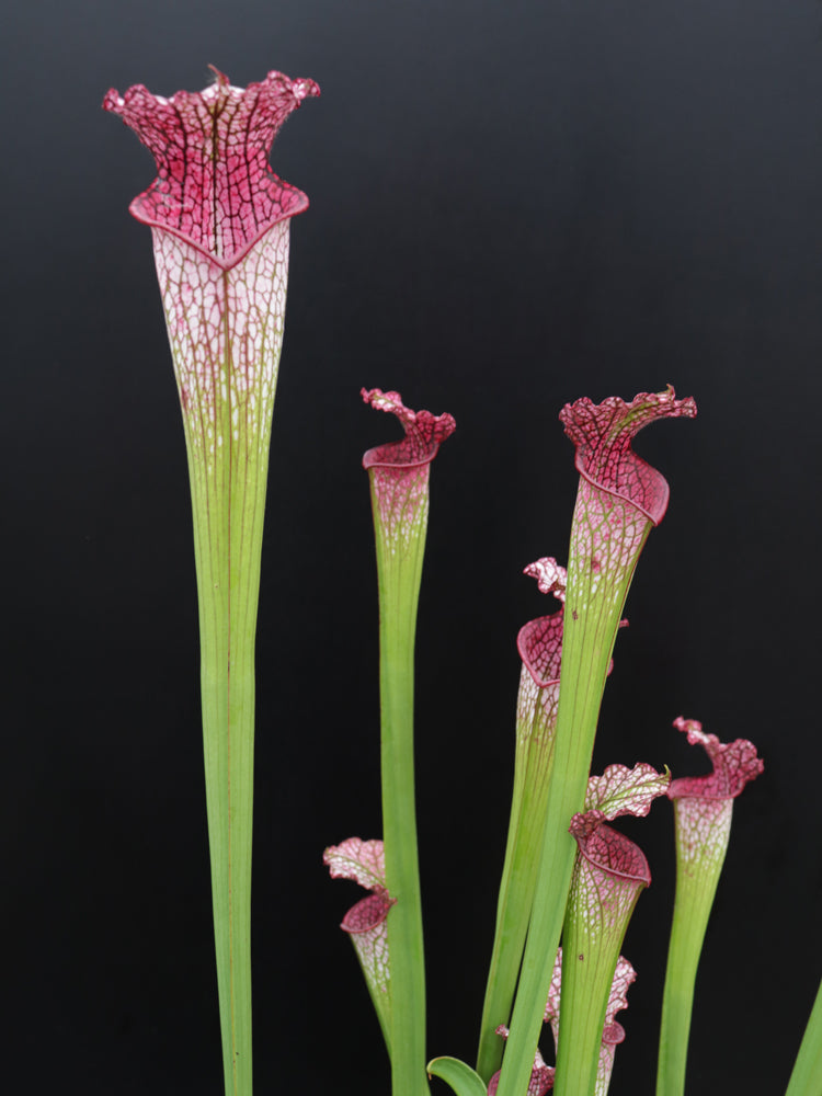 Sarracenia leucophylla "Pink tube" L53 MK