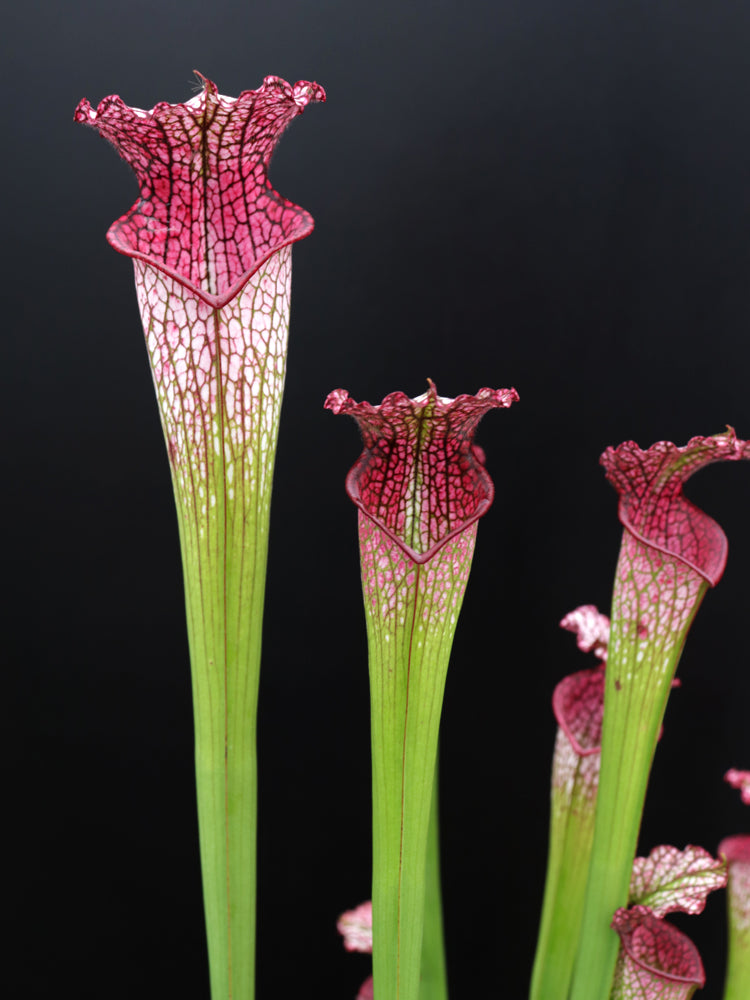 Sarracenia leucophylla "Pink tube" L53 MK