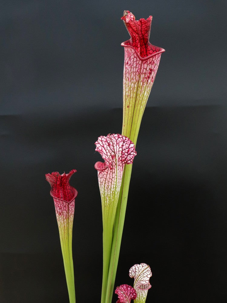 Sarracenia leucophylla "Pink tube" L53 MK