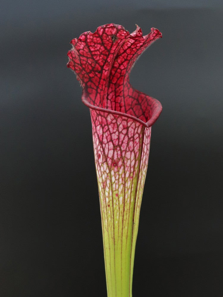 Sarracenia leucophylla "Pink tube" L53 MK