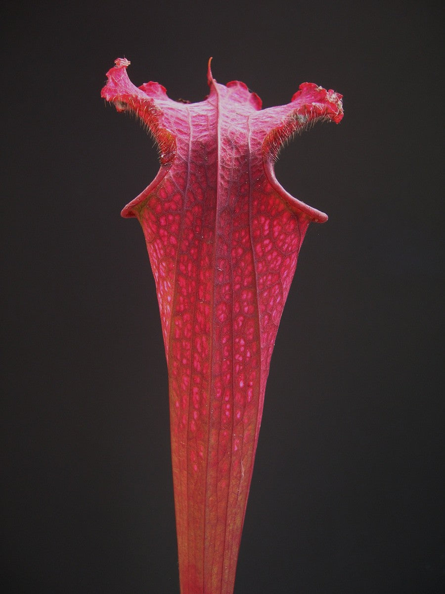 Sarracenia leucophylla 'Burgundy' L57 MK