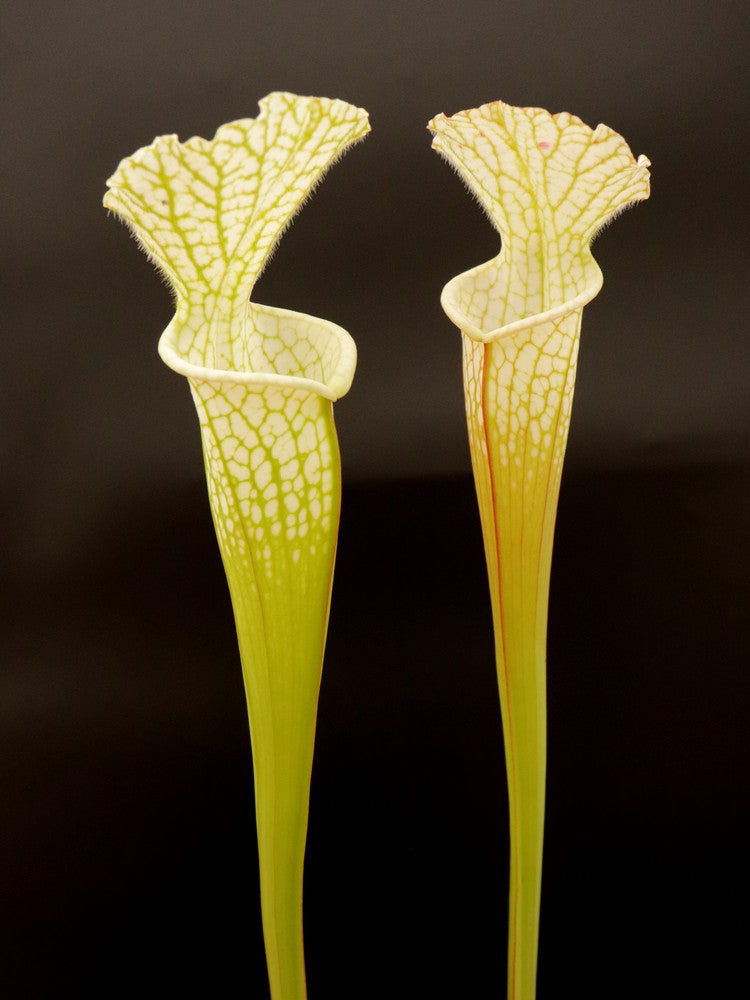 Sarracenia leucophylla Hurricane Creek White Clone B