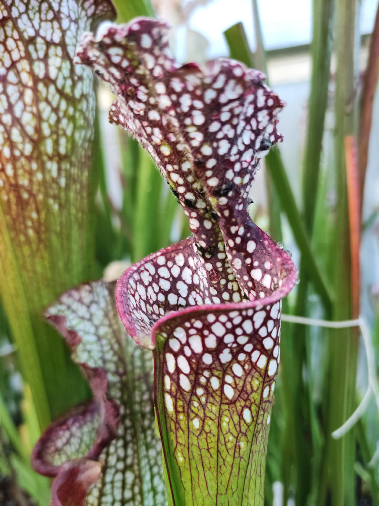 Sarracenia leucophylla L65 MK Red & White