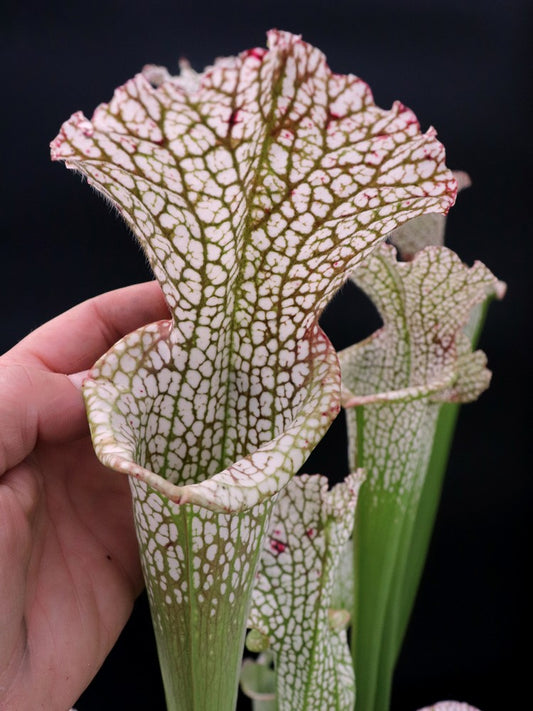L6 GC  Sarracenia leucophylla "Reptile"