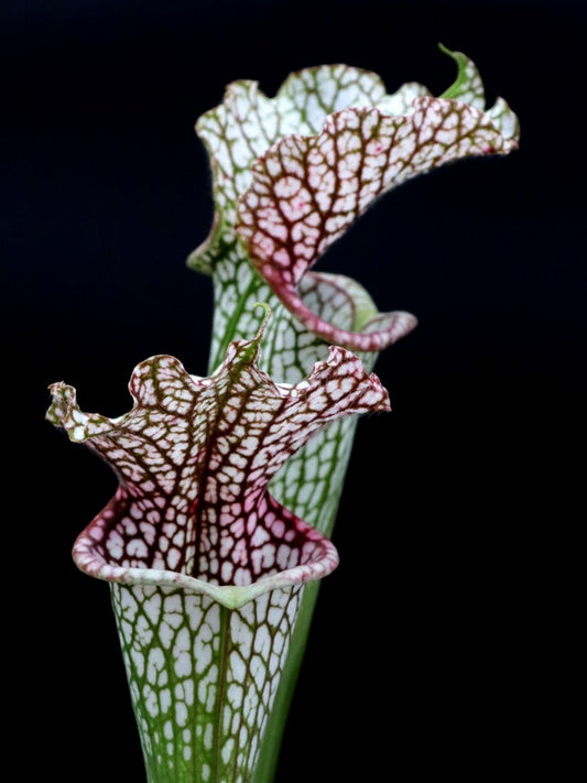L7 GC  Sarracenia leucophylla "Purple and White"