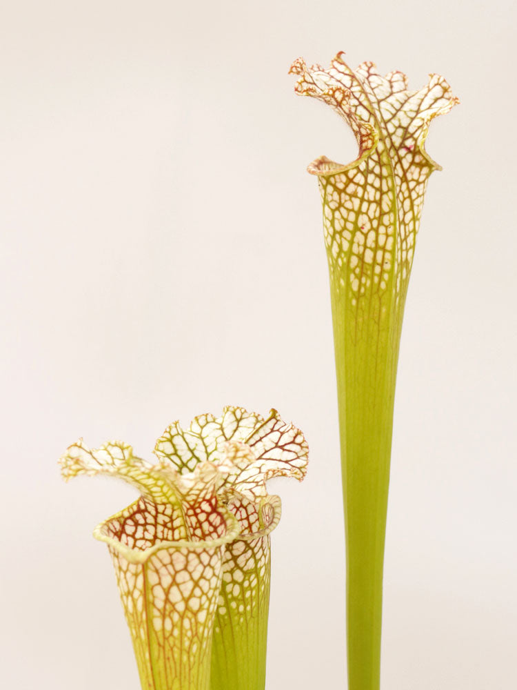 Sarracenia leucophylla  " South Alabama" L8 MK