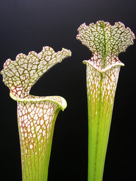 Sarracenia leucophylla L95 MK Gulf Breeze