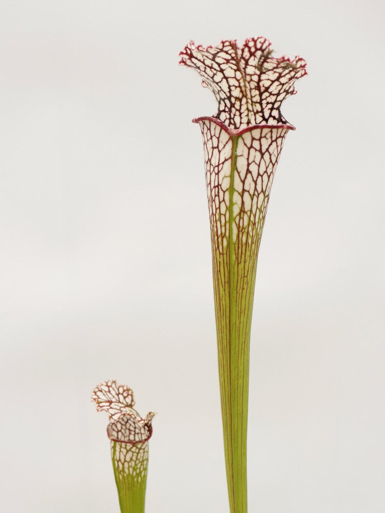 L09 MK x Leucophylla "Finestre grandi" AA