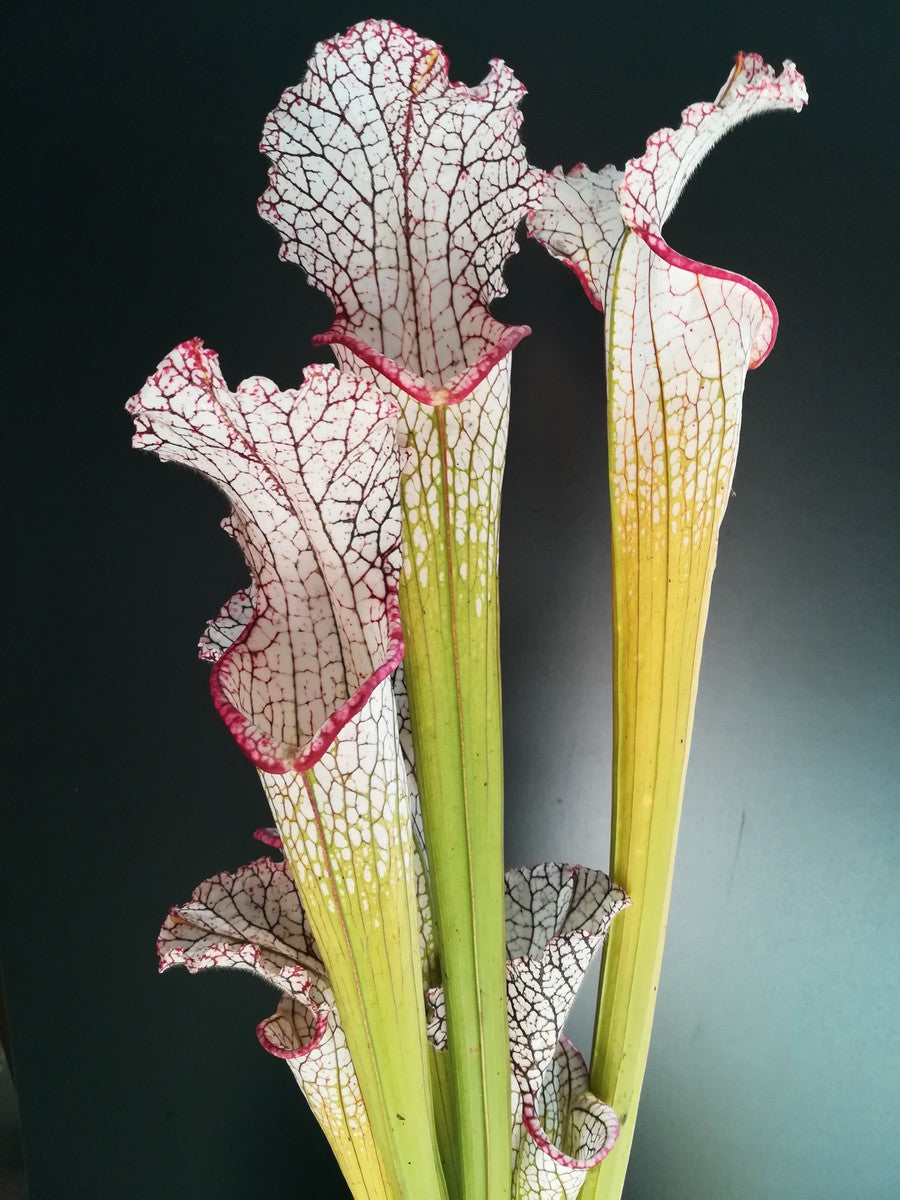 Sarracenia leucophylla "Marston clone"