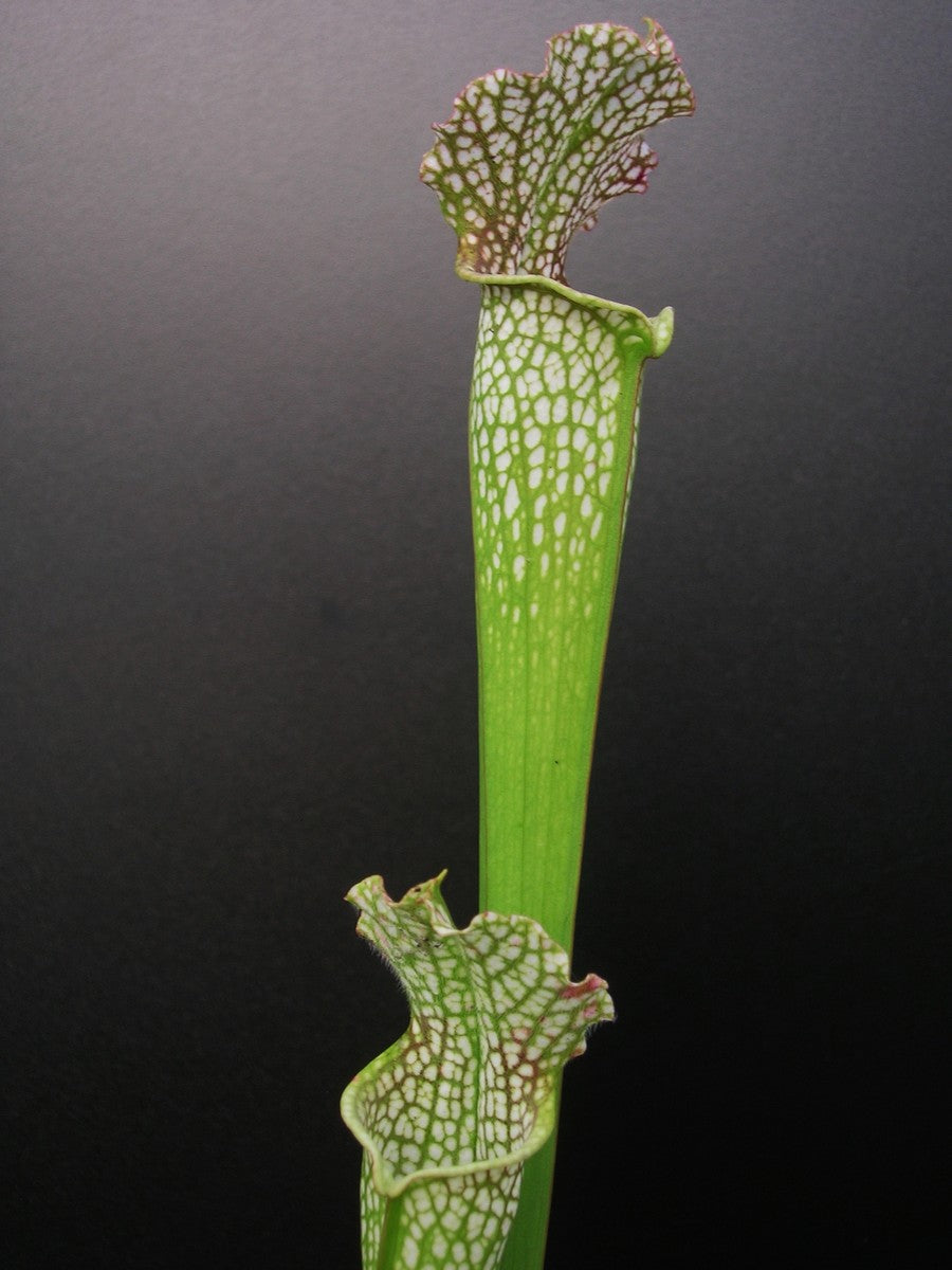 Sarracenia leucophylla Wistuba