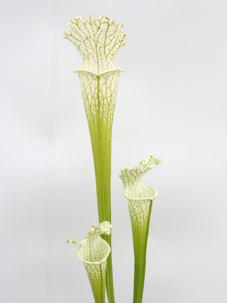Sarracenia leucophylla var. alba x L04 MK 'Schnell's ghost'