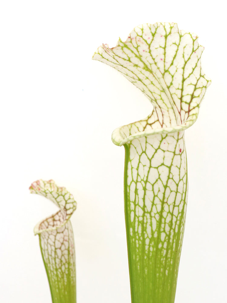 Sarracenia leucophylla "White Top" Gas Station