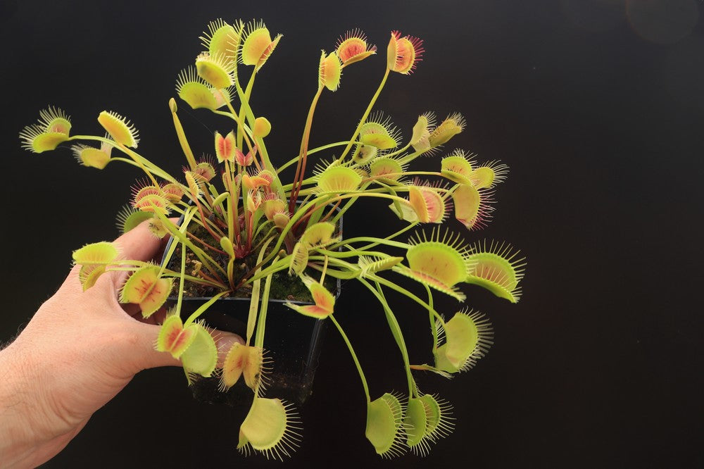 Dionaea muscipula Long petiole