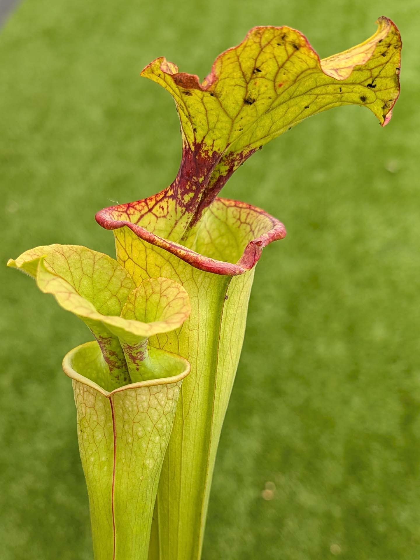 AUKTION 7 : Sarracenia "Lurch" ML Size