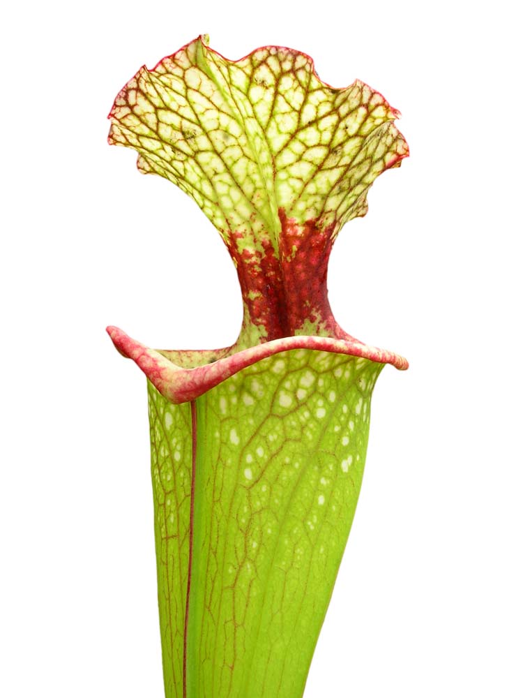 Sarracenia 'Leah Wilkerson'  H112 MK