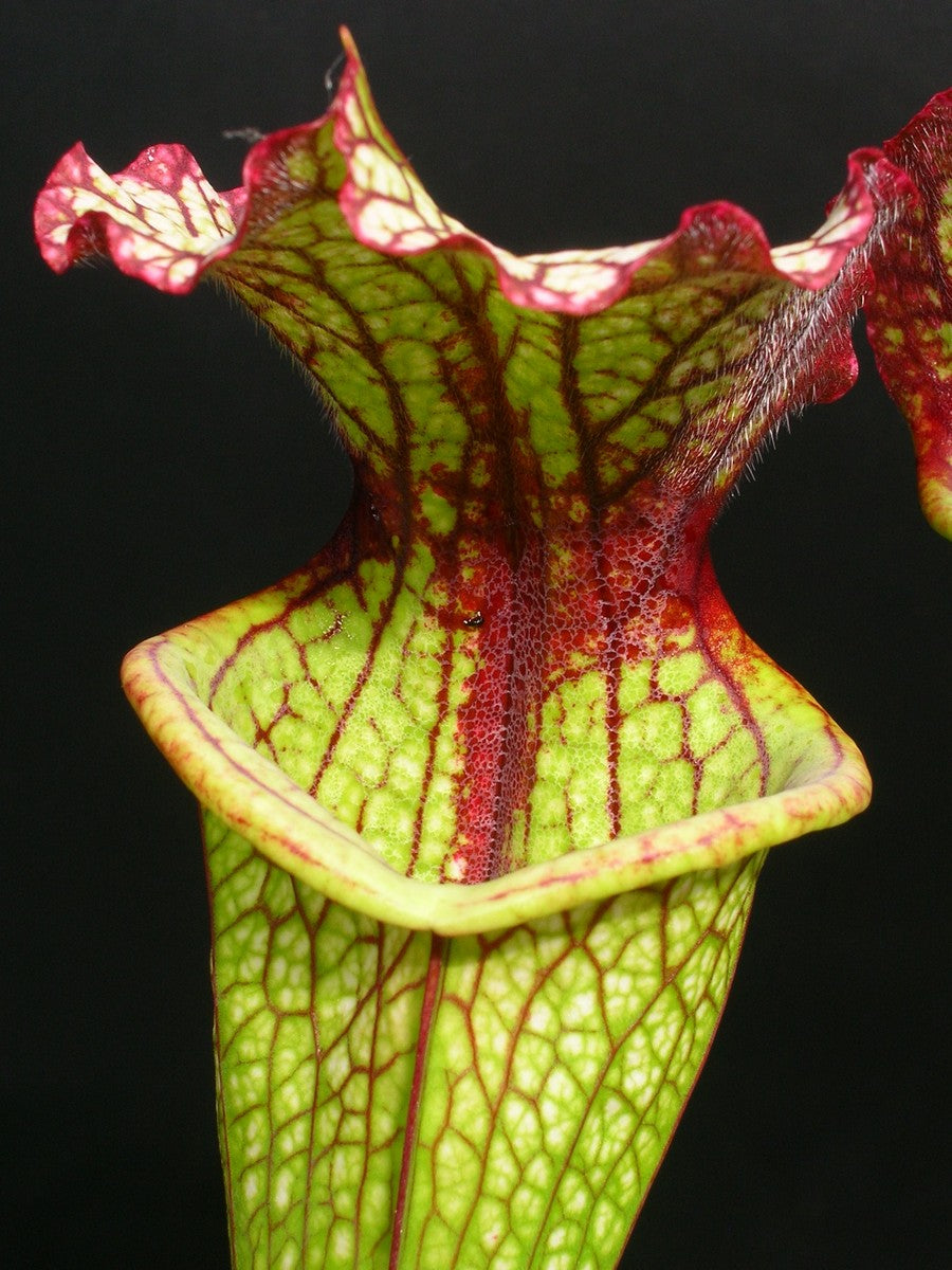Sarracenia "Lynda Butt" H10 Mk