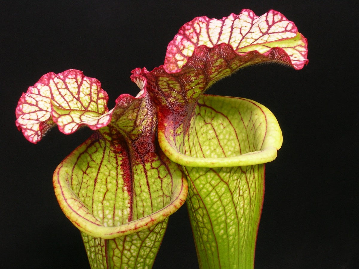 Sarracenia "Lynda Butt" H10 Mk