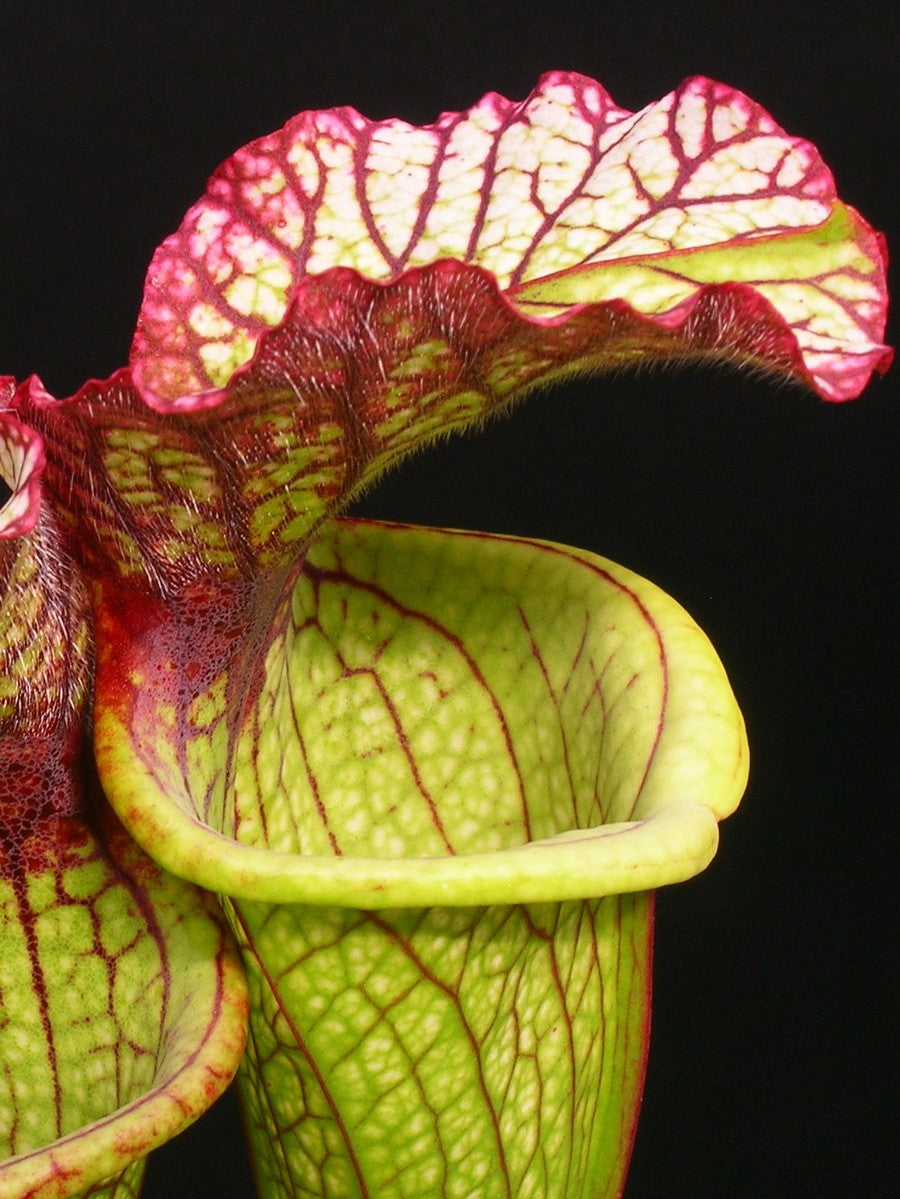 Sarracenia "Lynda Butt" H10 Mk