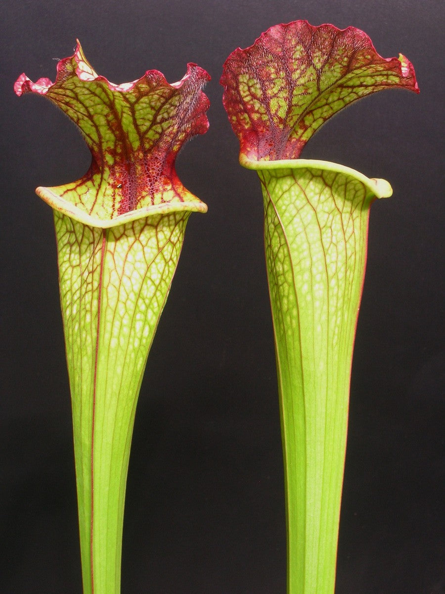 Sarracenia "Lynda Butt" H10 Mk