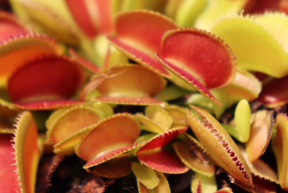 Dionaea muscipula Microdent