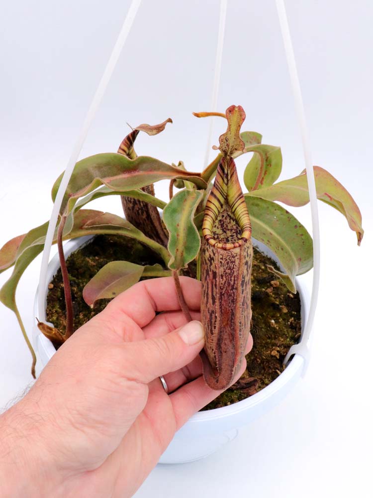 Nepenthes epiphytica x mollis