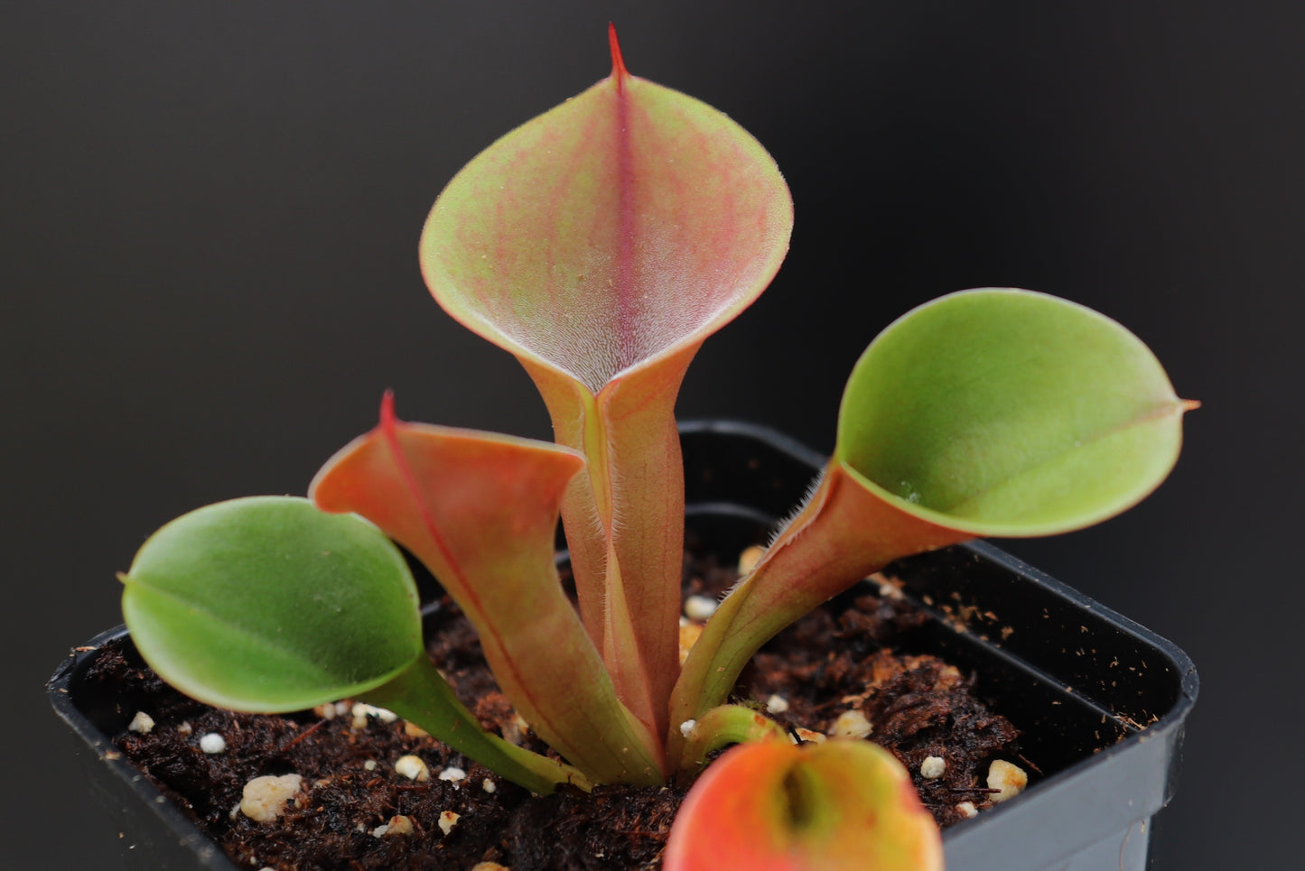 Heliamphora minor Luna Red