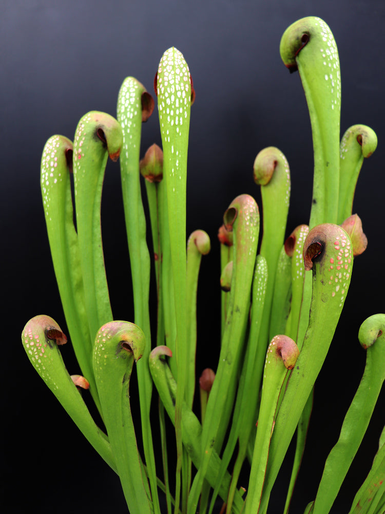 Sarracenia minor var. okefenokeensis "Giant" AA