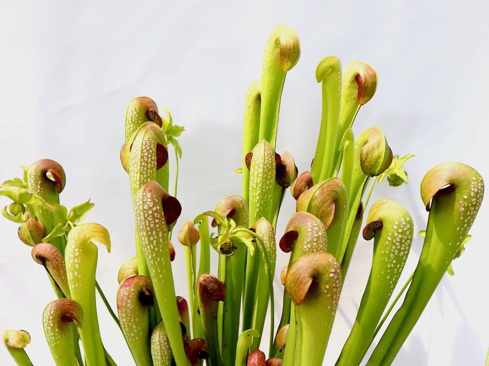 Sarracenia minor var. okefenokeensis "Giant" AA
