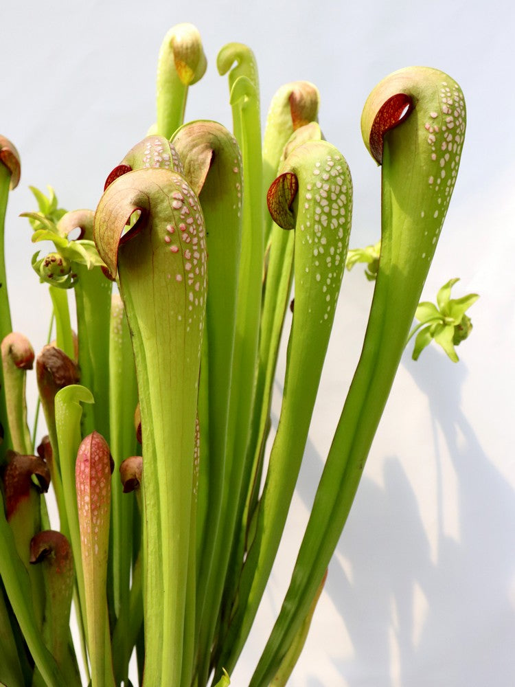 Sarracenia minor var. okefenokeensis "Giant" AA