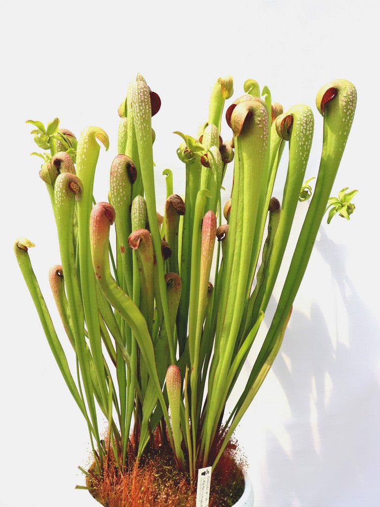 Sarracenia minor var. okefenokeensis "Giant" AA