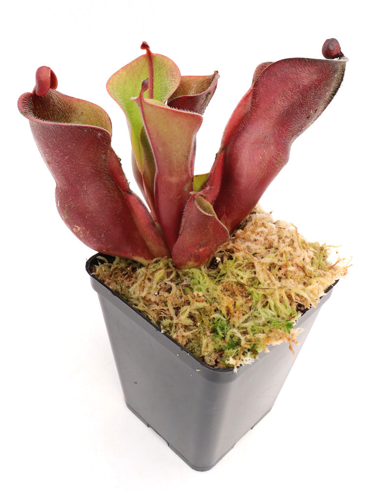 Heliamphora minor var. pilosa Clone 9 AW