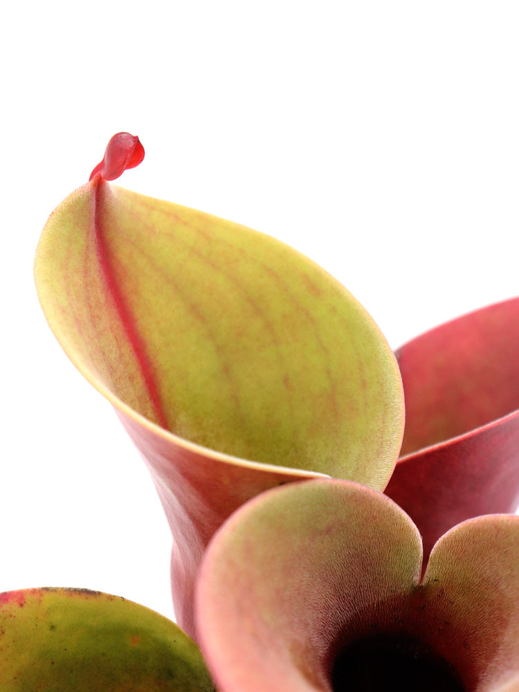 Heliamphora minor Selection A AW