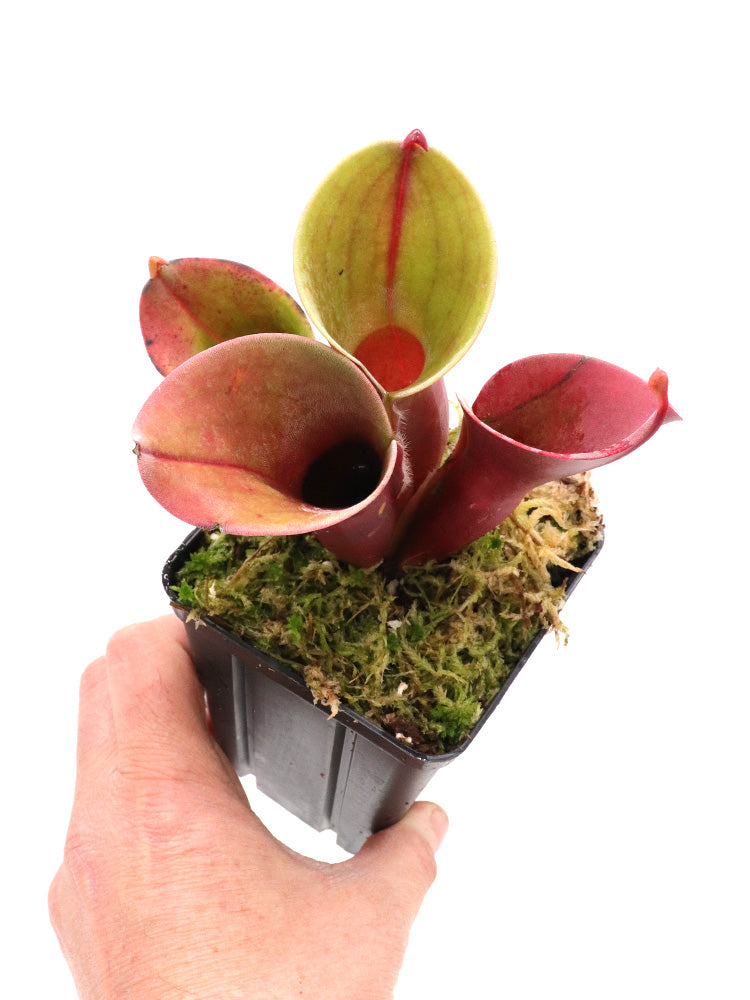 Heliamphora minor Selection A AW