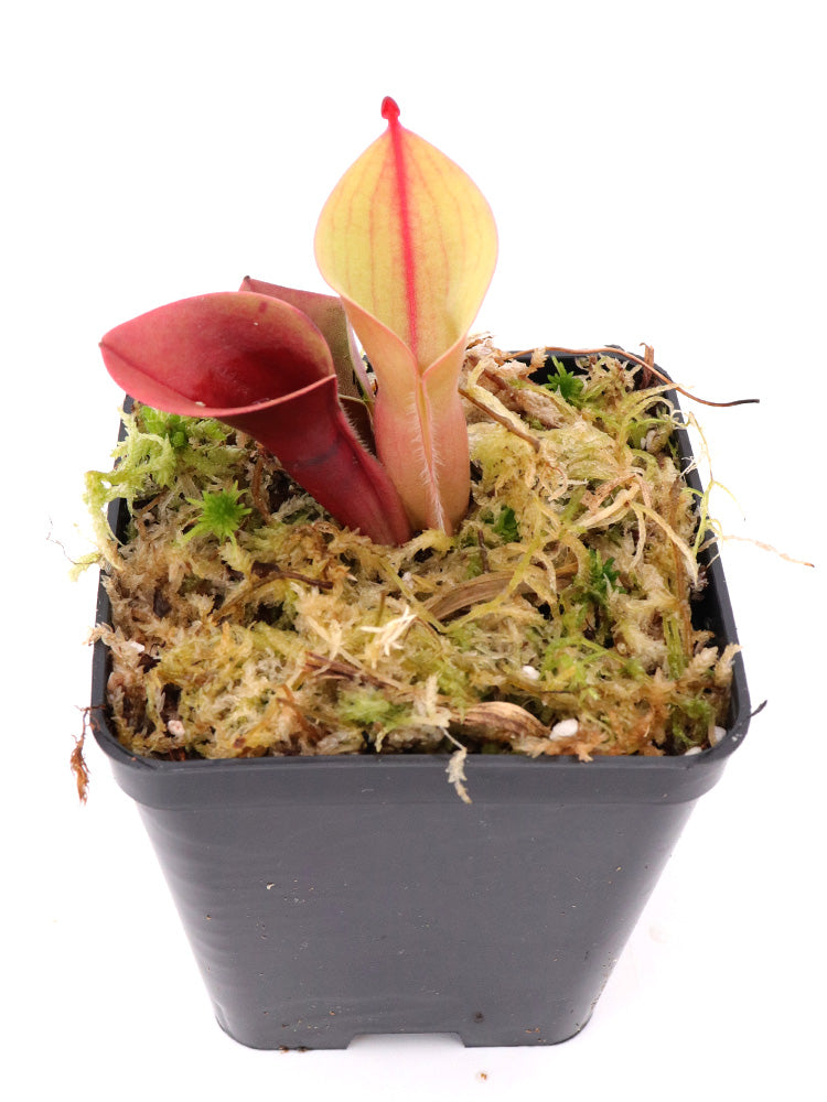 Heliamphora minor Selection A AW