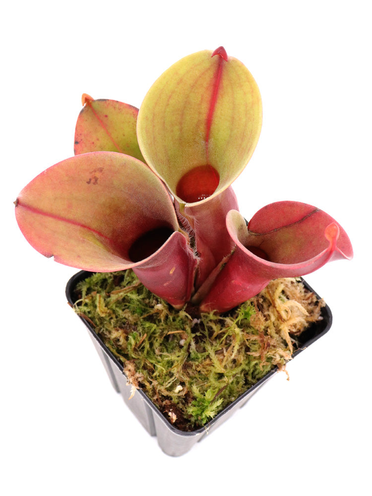 Heliamphora minor Selection A AW