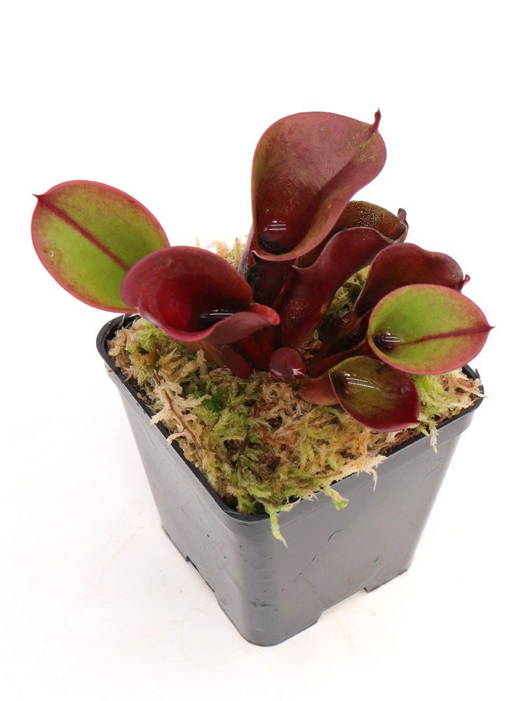 Heliamphora minor "Velvet" Luna Tepui, Venezuela