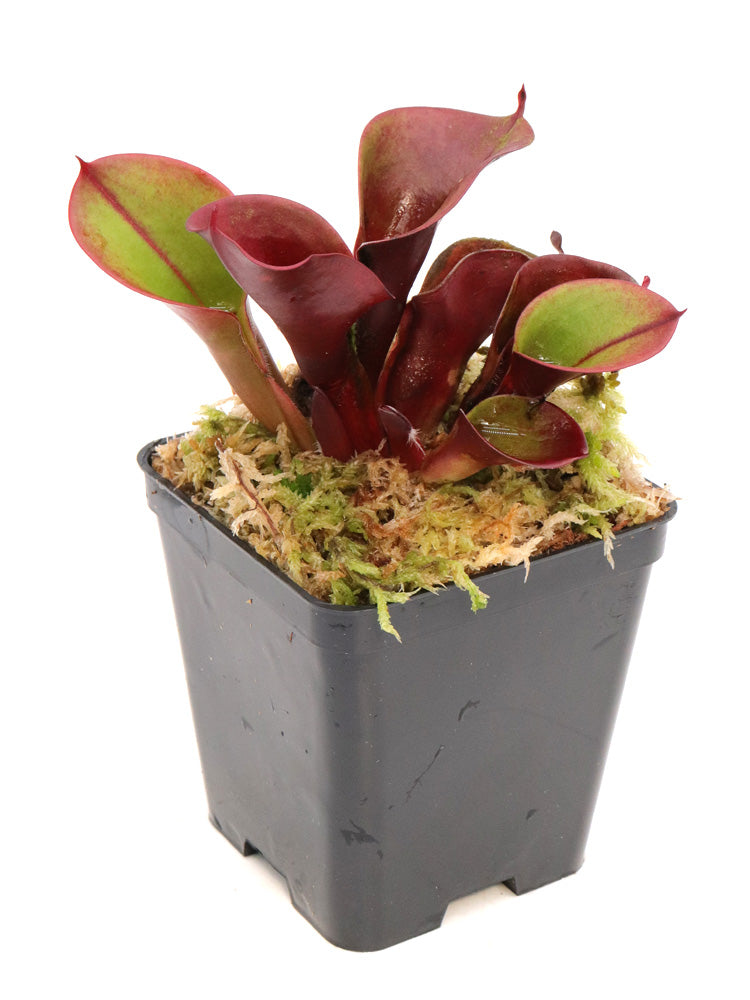 Heliamphora minor "Velvet" Luna Tepui, Venezuela