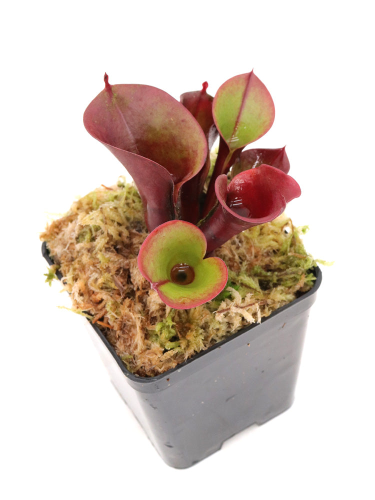 Heliamphora minor "Velvet" Luna Tepui, Venezuela
