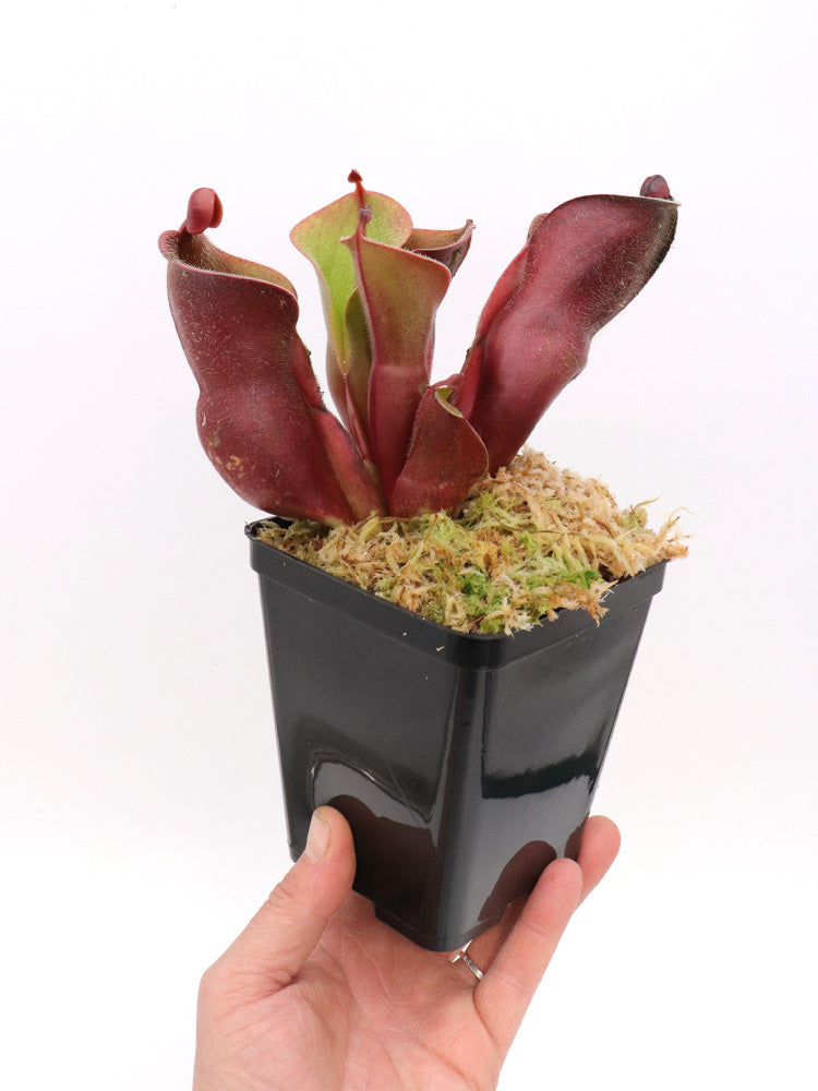 Heliamphora minor var. pilosa Auyan Tepui