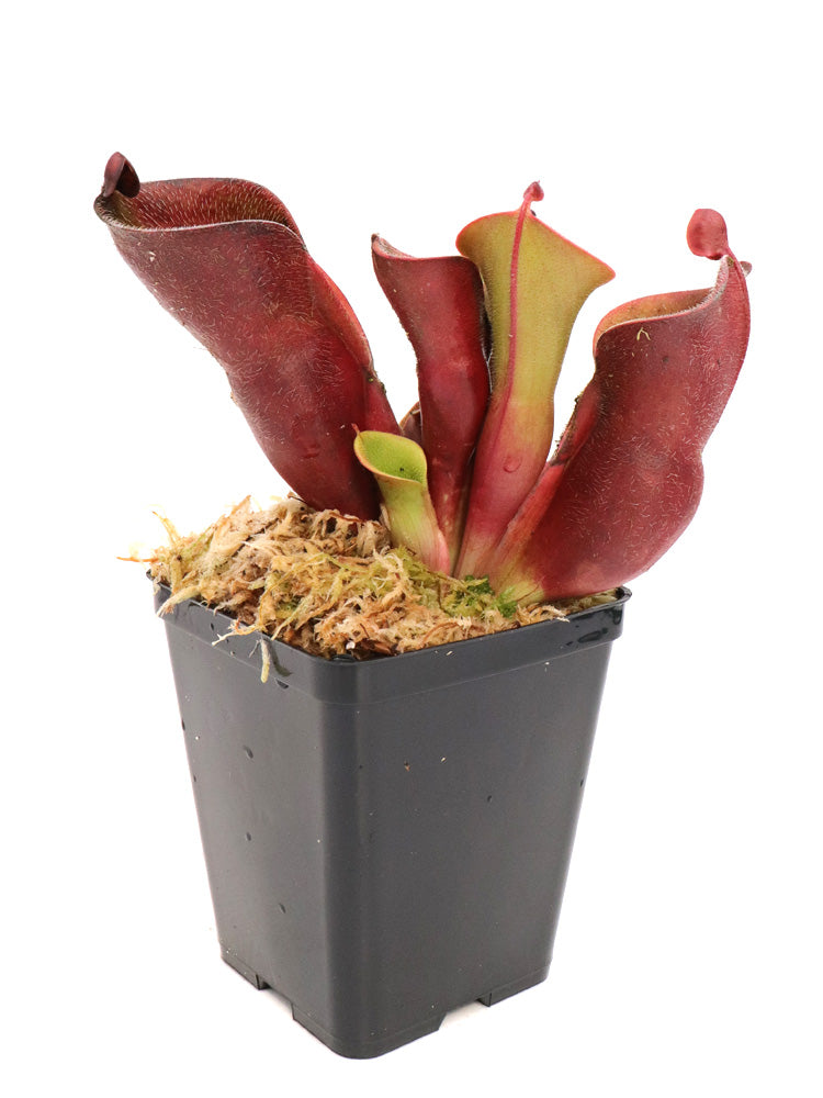 Heliamphora minor var. pilosa Auyan Tepui