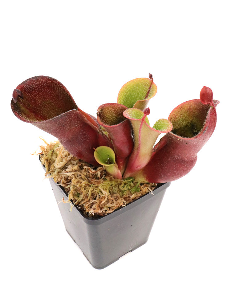 Heliamphora minor var. pilosa Auyan Tepui