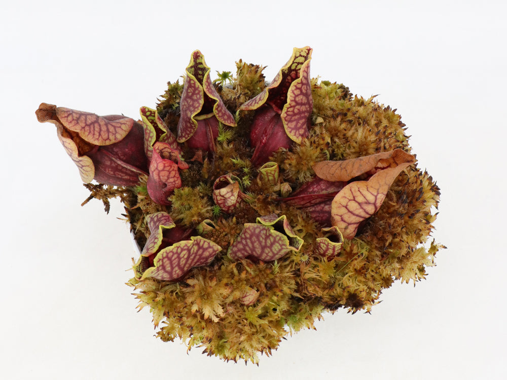 Sarracenia purpurea ssp. venous var. montana