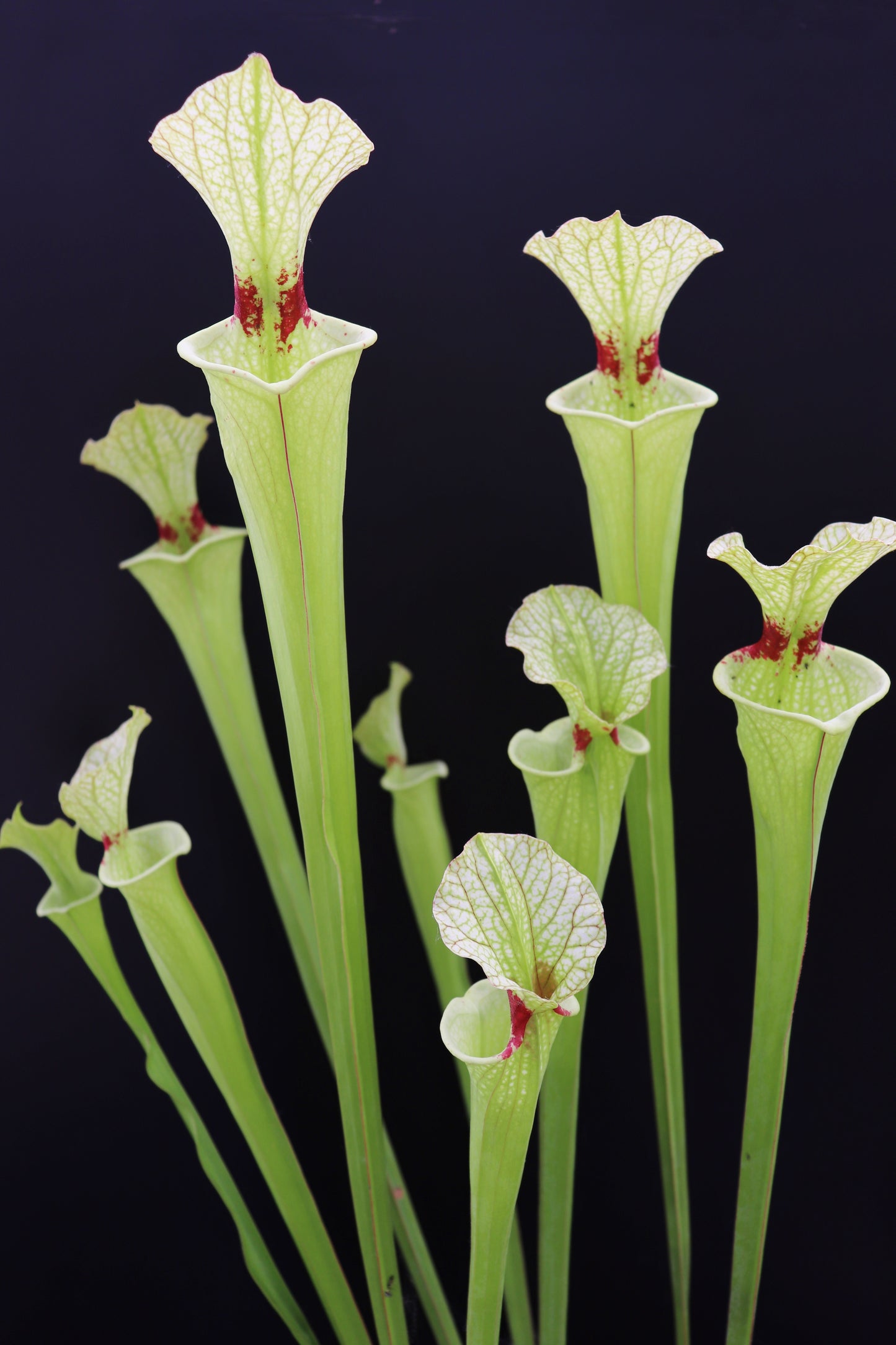 H6 GC Sarracenia "Butterfly"
