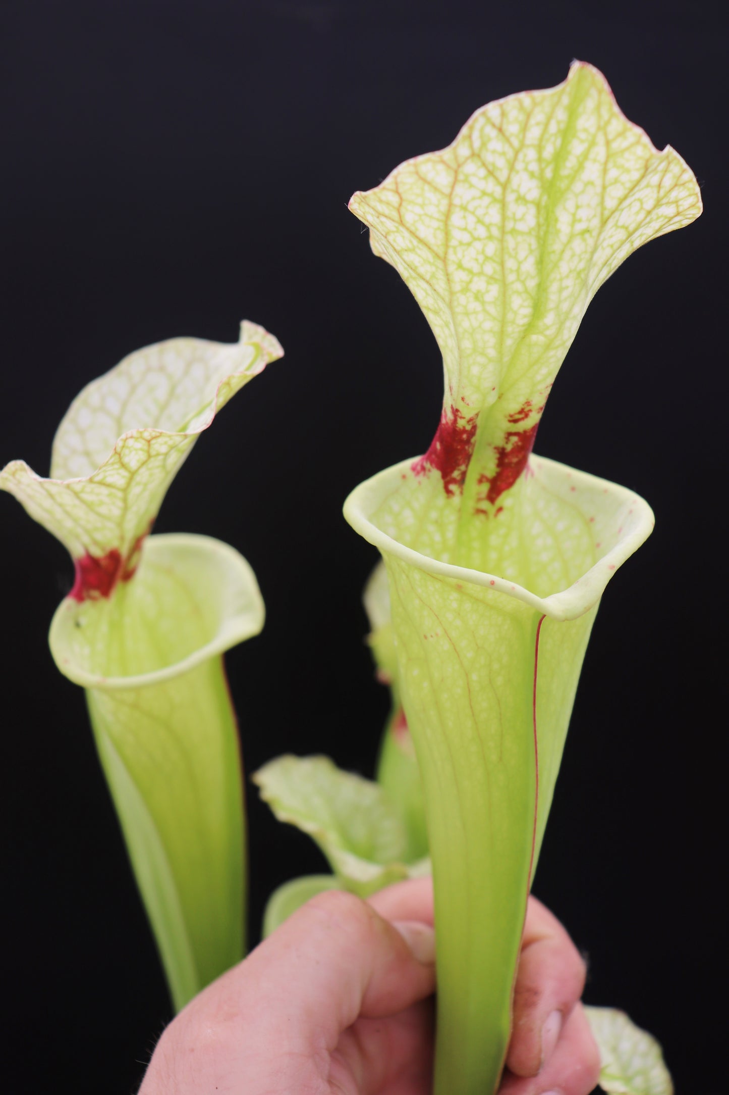 H6 GC Sarracenia "Butterfly"