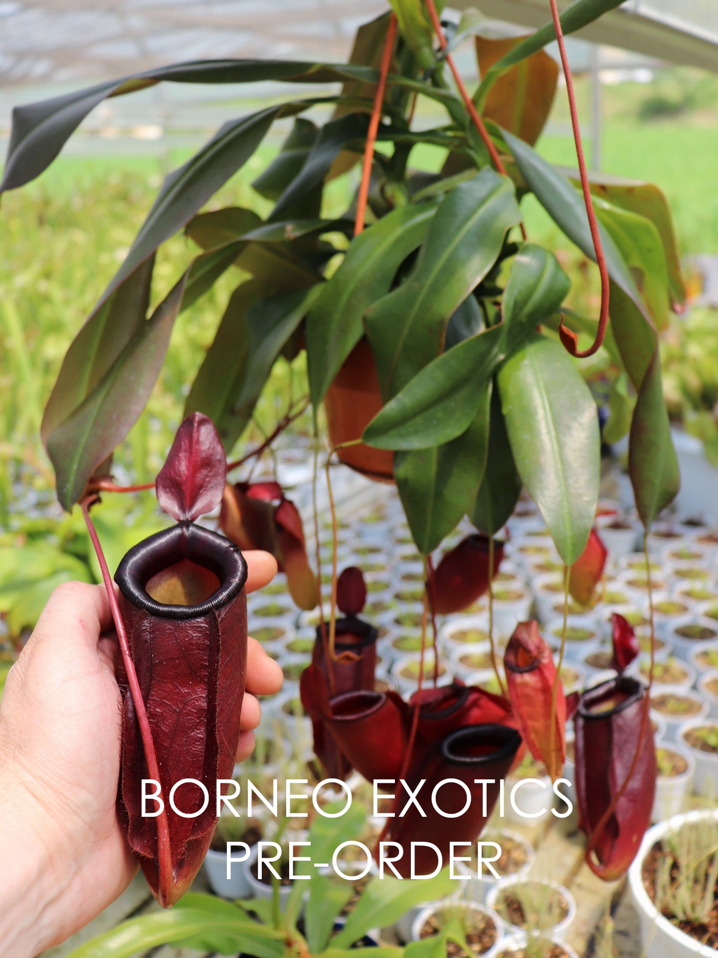 Nepenthes 'Dark secret' BE-4656