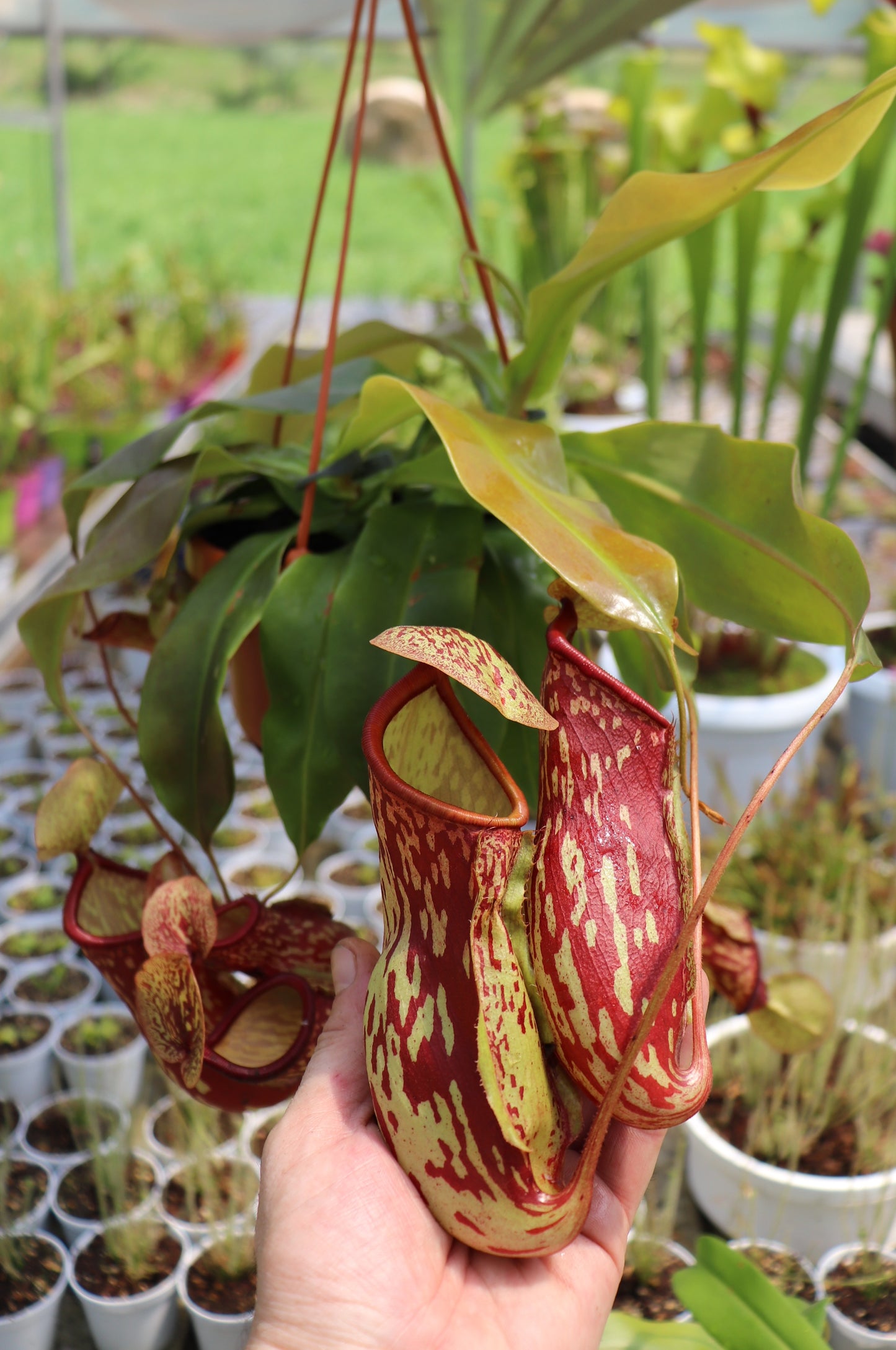 Nepenthes "Gaya"