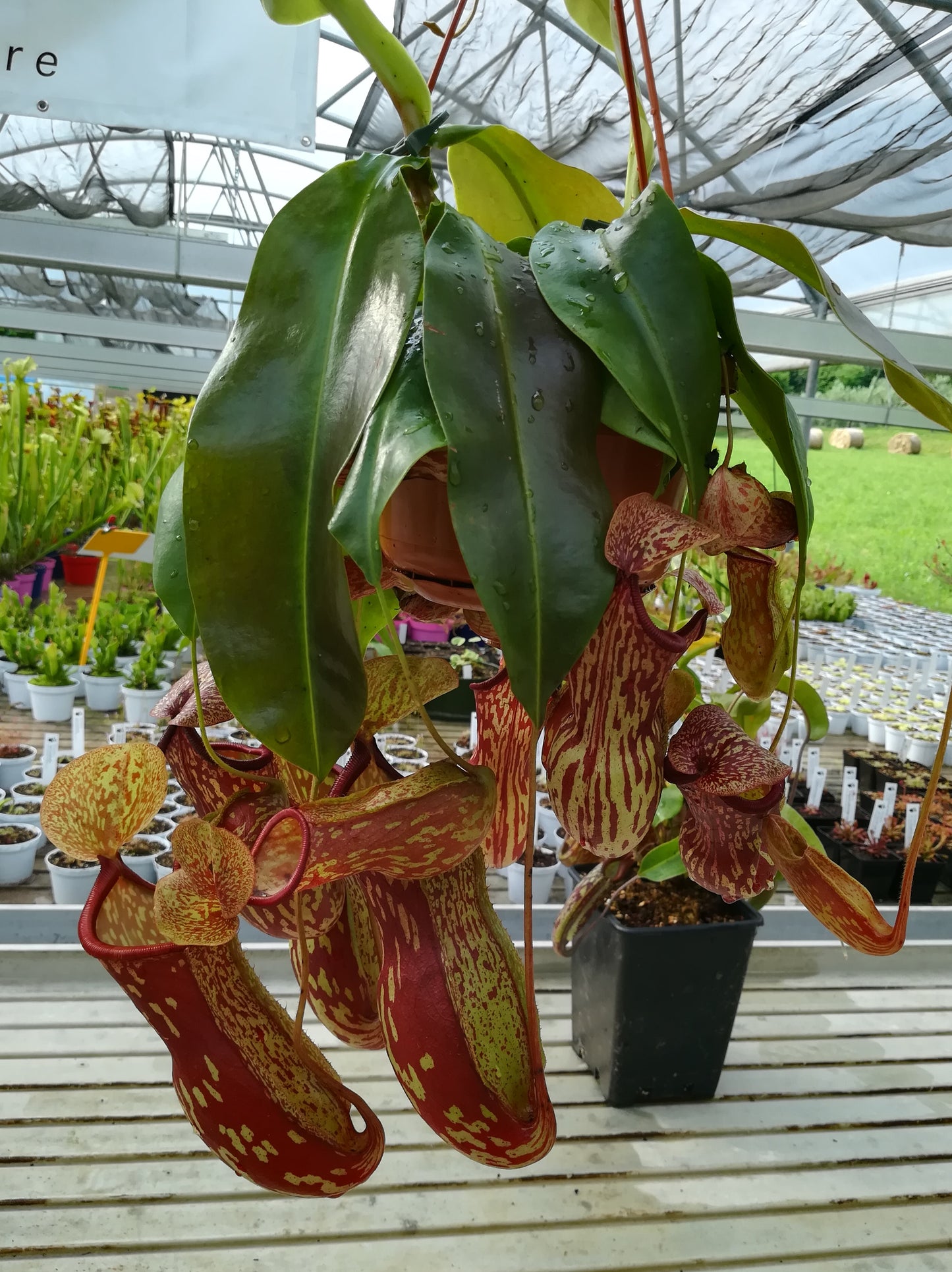 Nepenthes "Gaya"